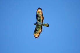 falco